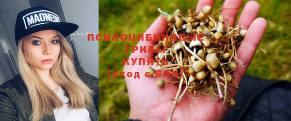 гидра Елизово